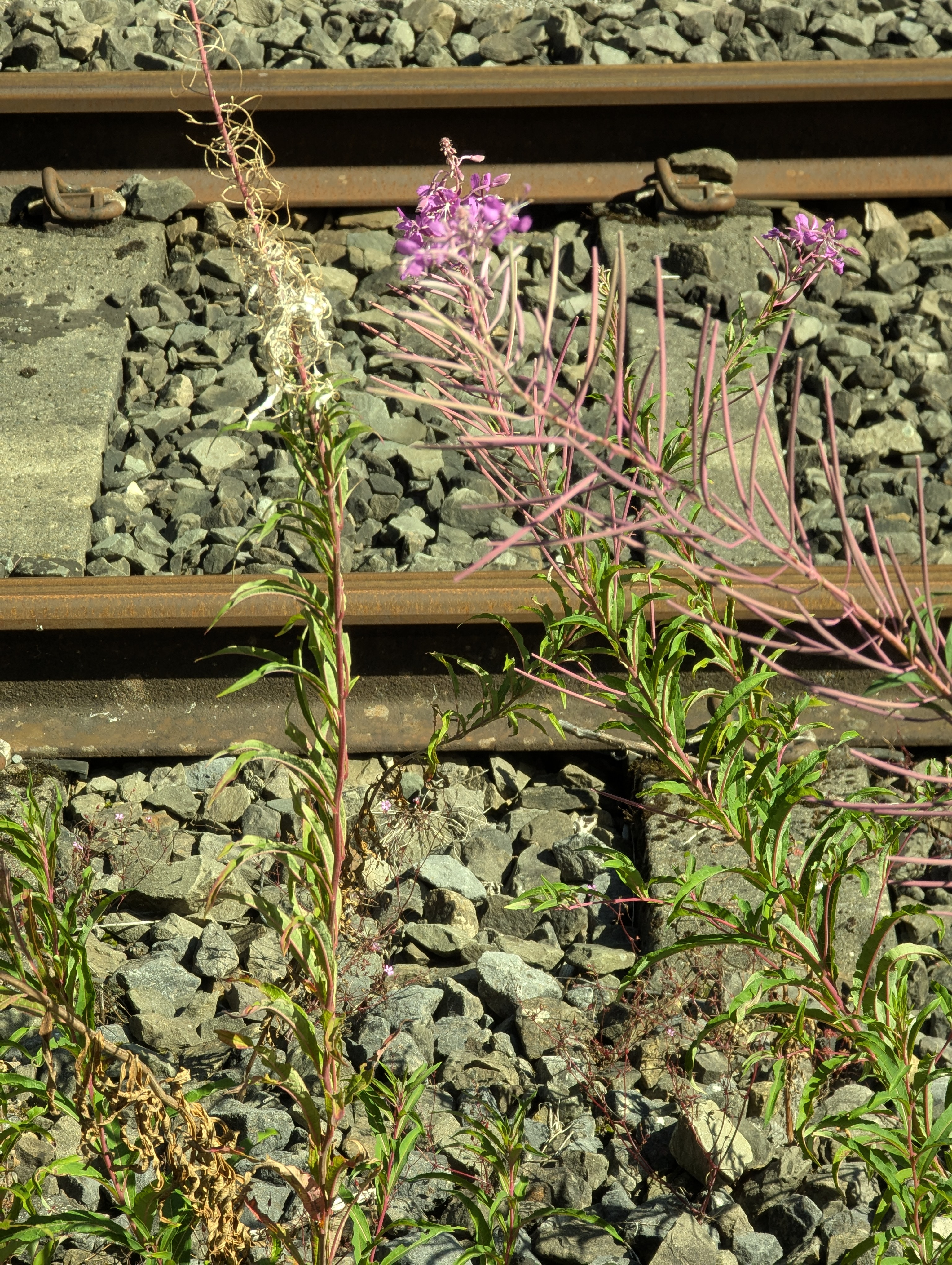 train, Koln, Germany, Belgium